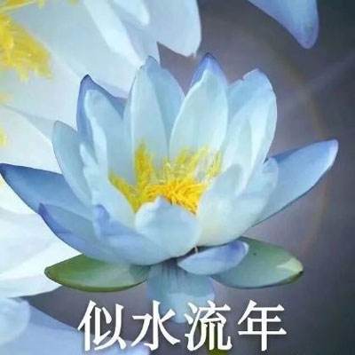 小鸡符文战争百度版下载